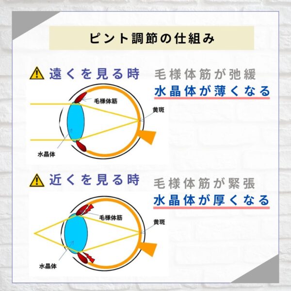 ピント調節の仕組み